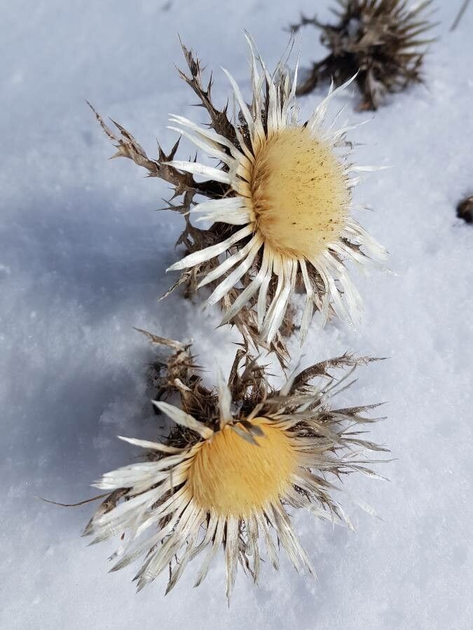 Carlina acaulis fruit