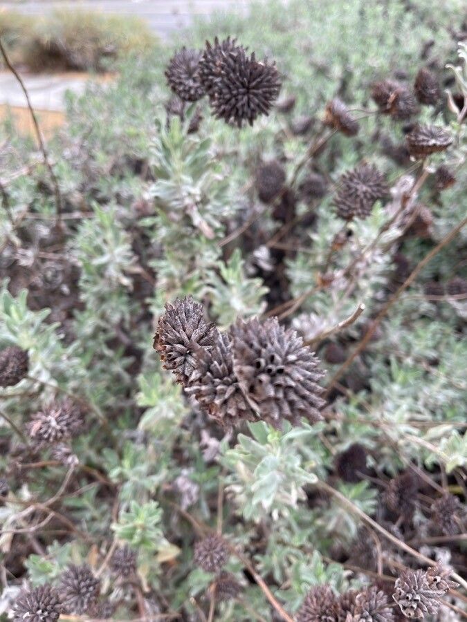 Salvia leucophylla fruit