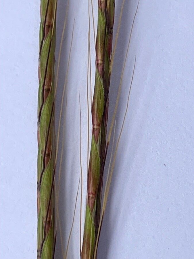 Andropogon chinensis flower