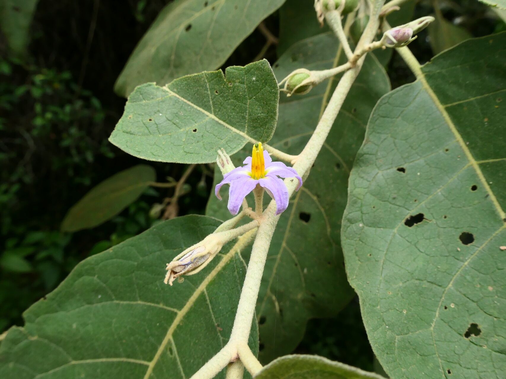 Solanum dolichosepalum flower