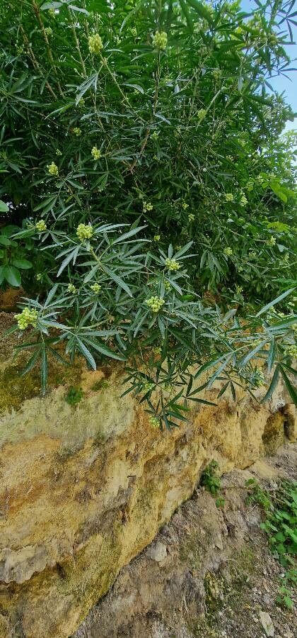 Cissus palmata habit