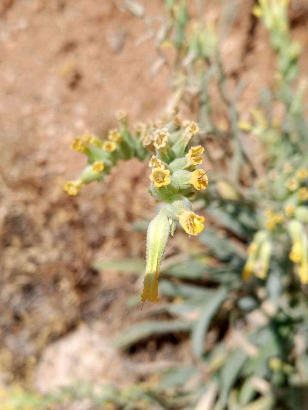 Onosma mollis flower