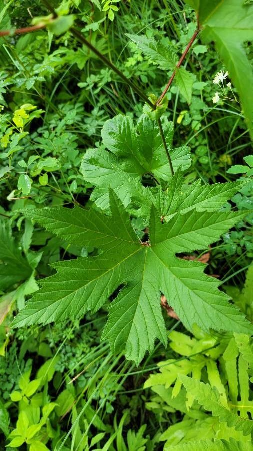 Filipendula rubra leaf