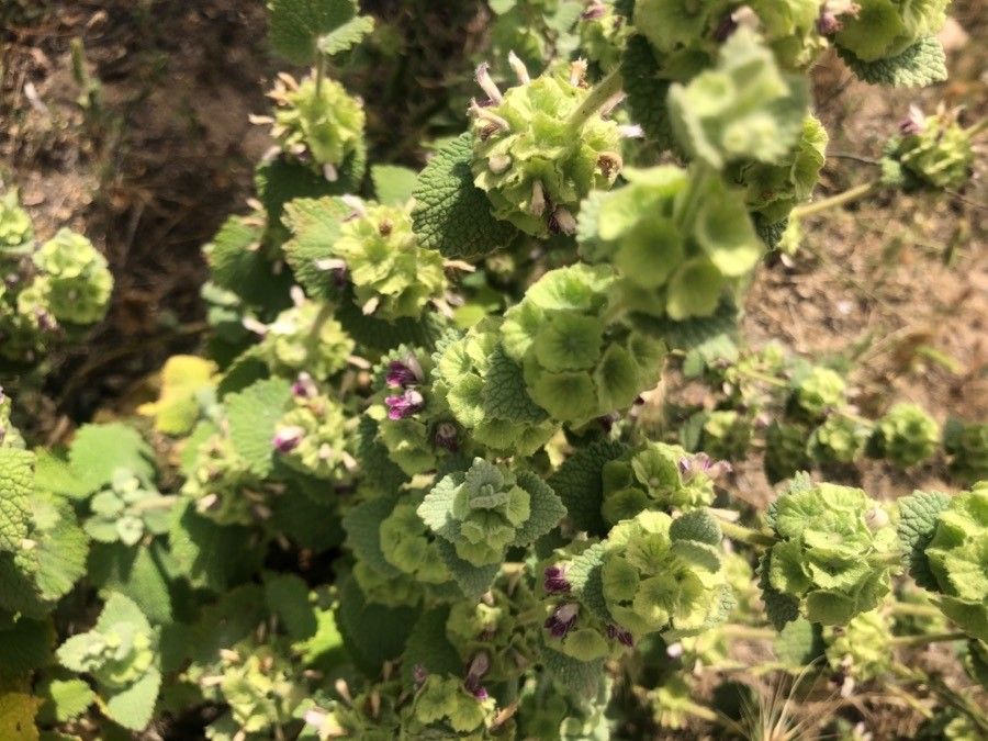 Ballota hirsuta leaf