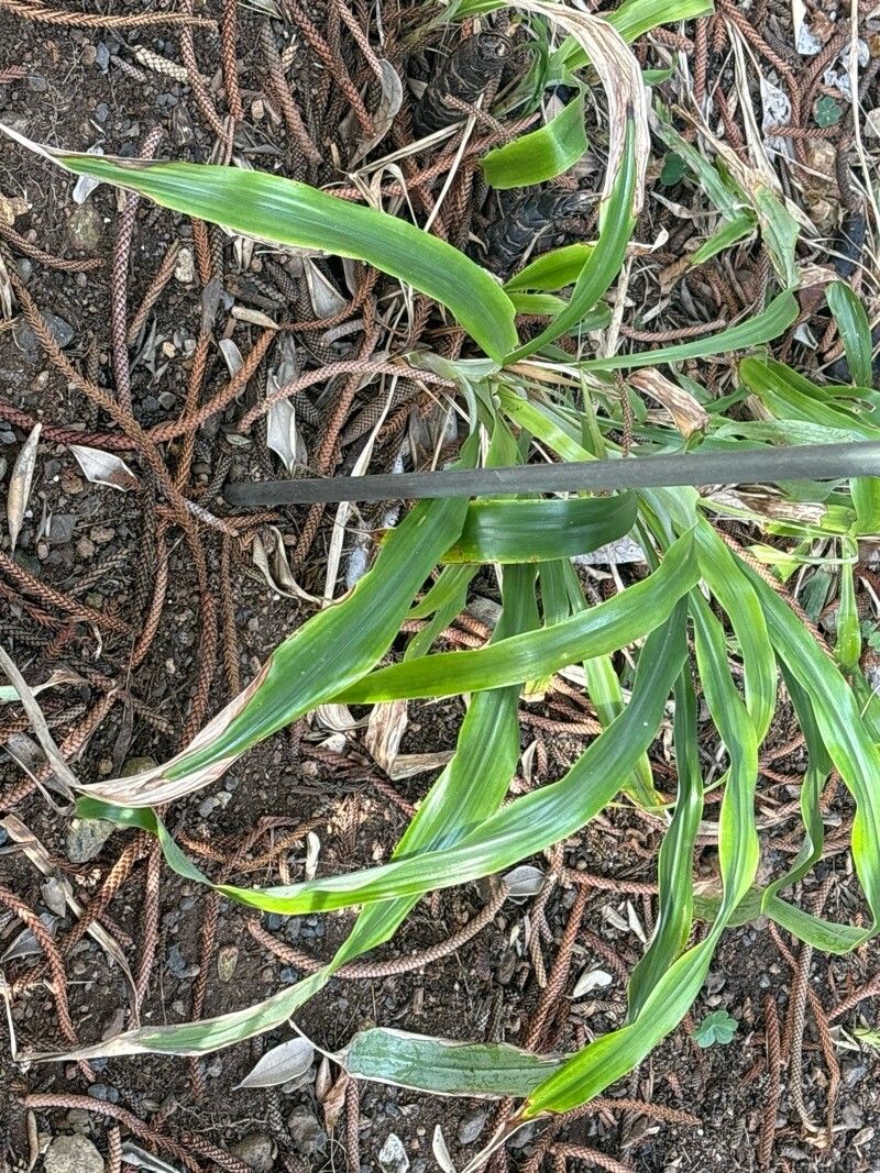 Pitcairnia recurvata — search result for 'Pitcairnia'