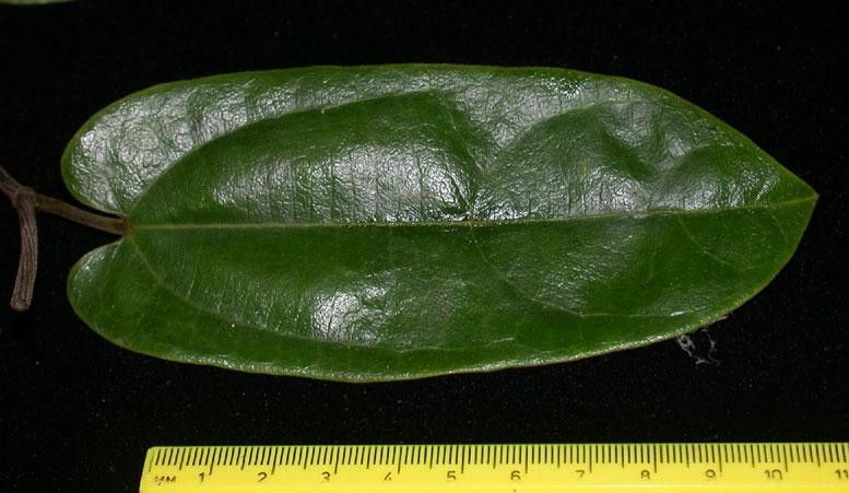 Aristolochia translucida — search result for 'Aristolochia'