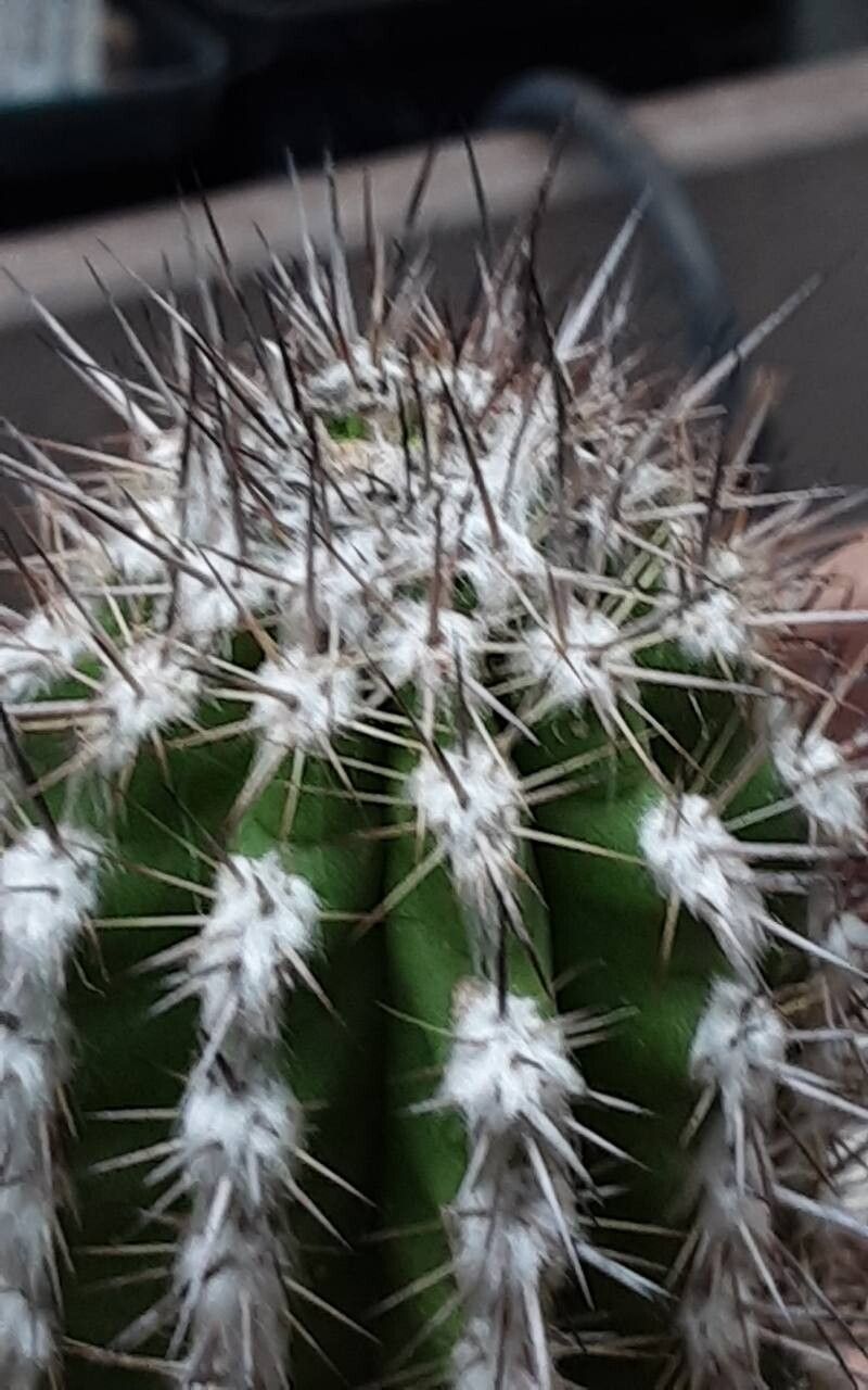 Eulychnia ritteri — houseplant care guide