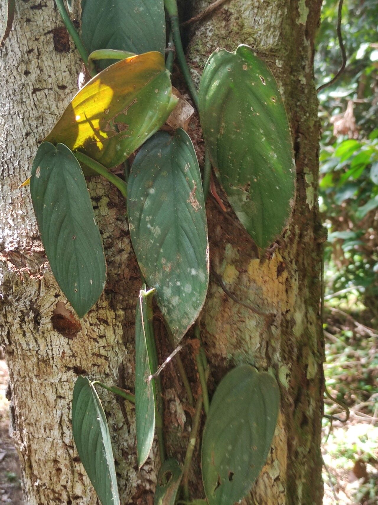 Philodendron hopkinsianum bark