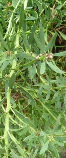 Stylosanthes guianensis — clay tolerant houseplant