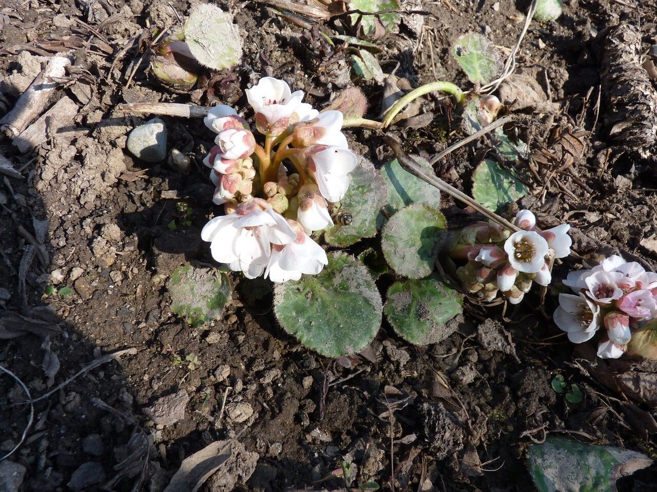 Bergenia ciliata habit