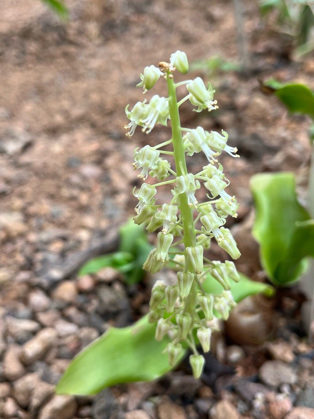 Ledebouria nitida flower