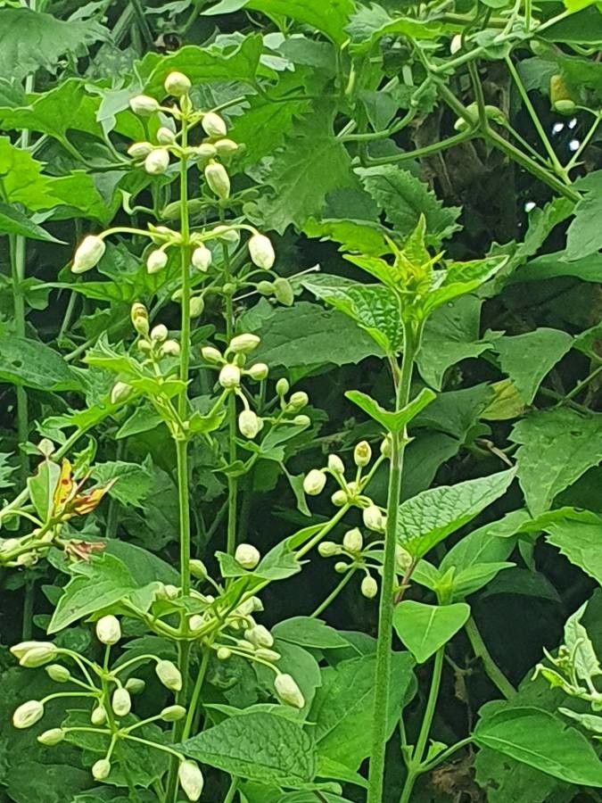 Clematis brachiata flower