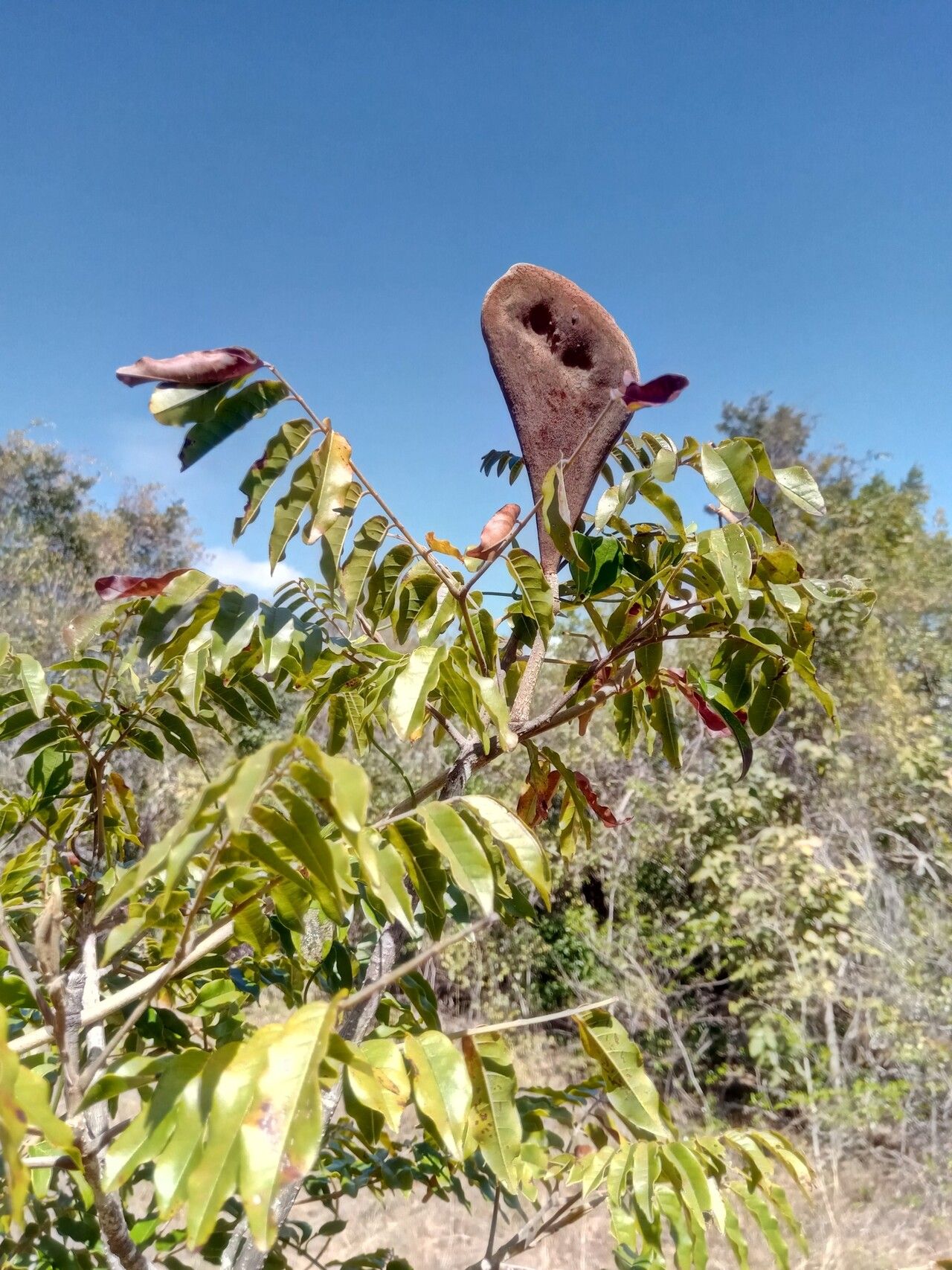 Xylia hoffmannii — related species from the same genus