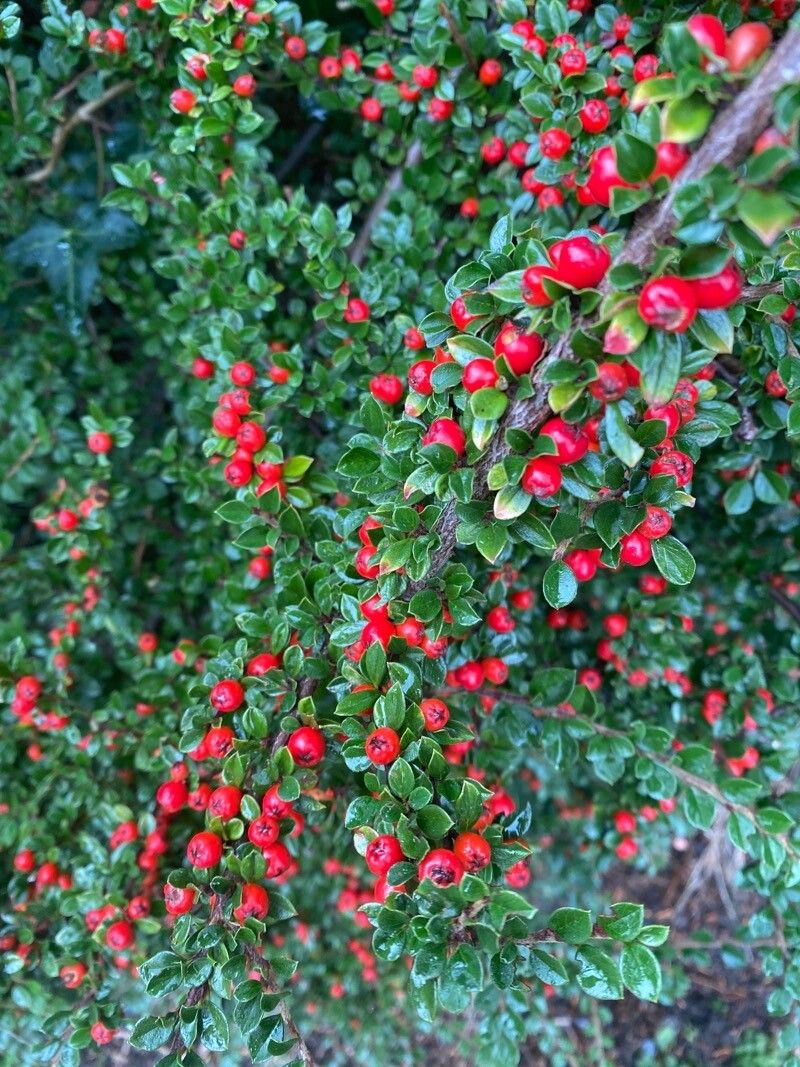 Cotoneaster nan-shan flower