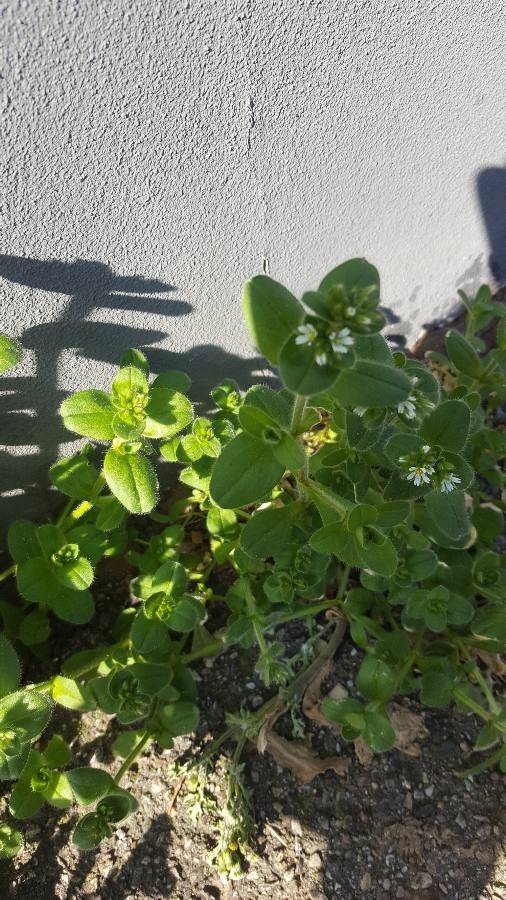 Spergula bocconii leaf