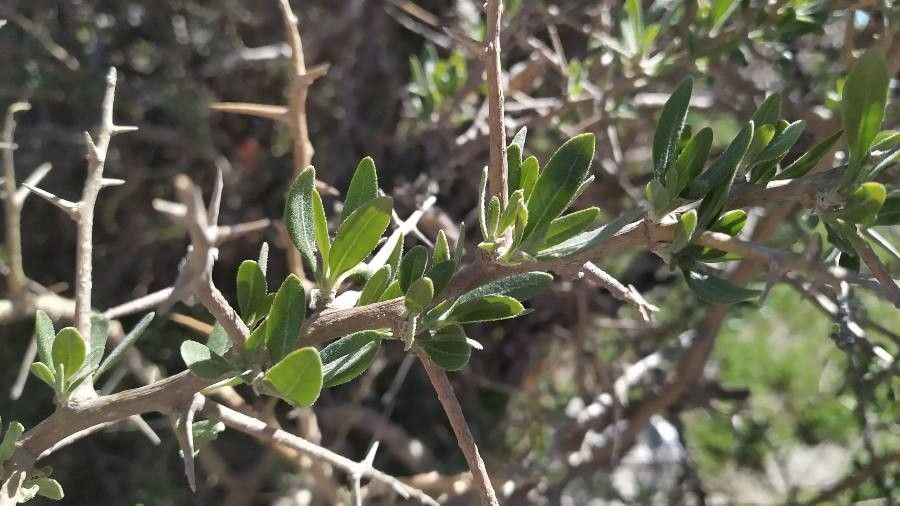Rhigozum obovatum leaf