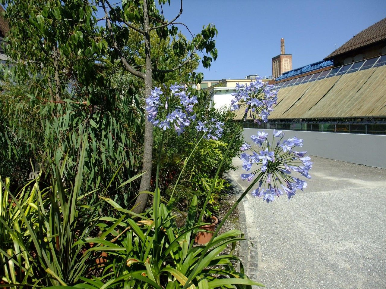 Agapanthus coddii habit