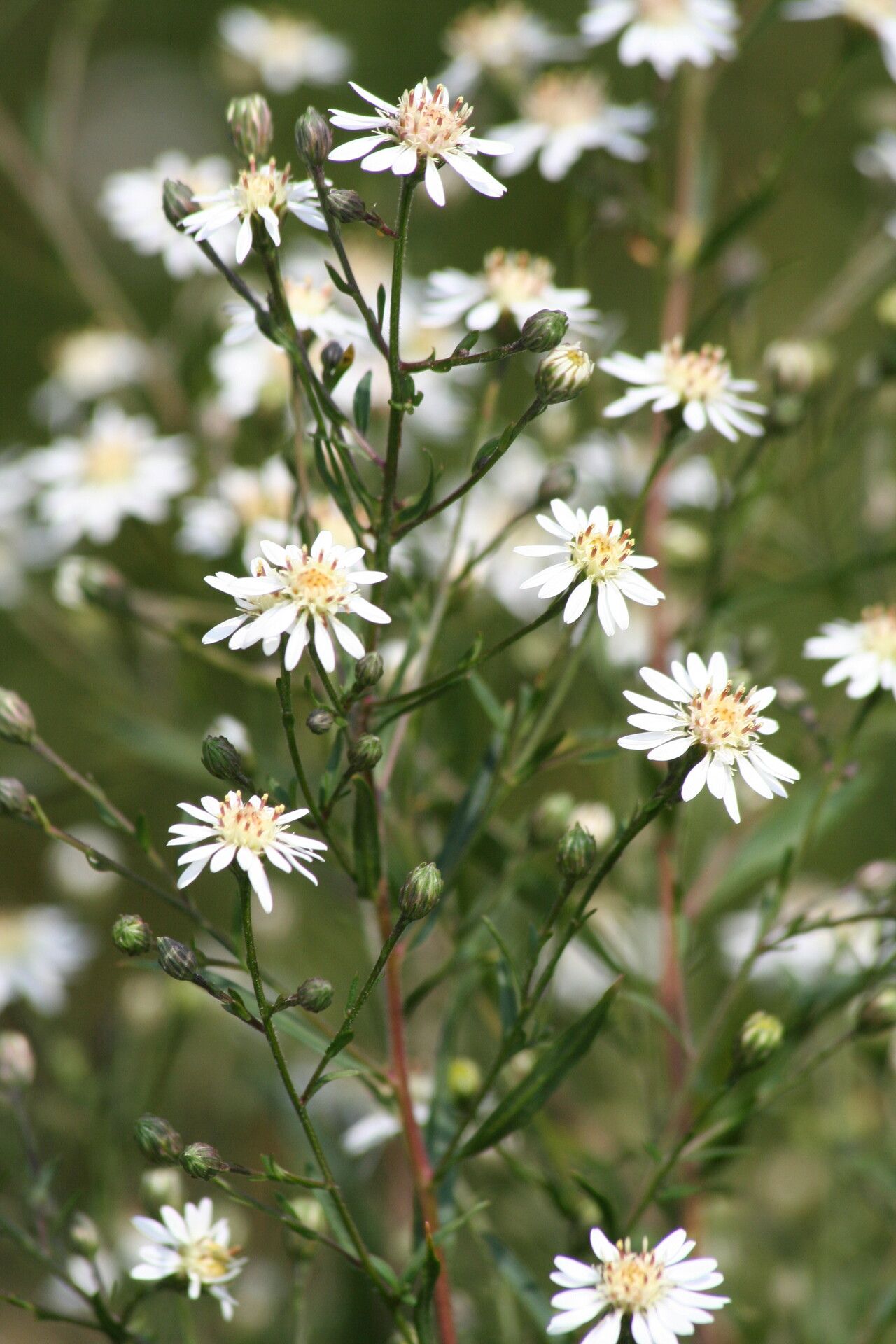 Symphyotrichum tradescantii — search result for 'Symphyotrichum'