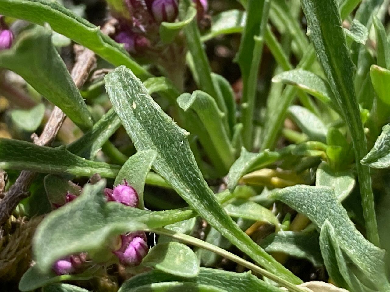 Erysimum duriaei — search result for 'Erysimum'