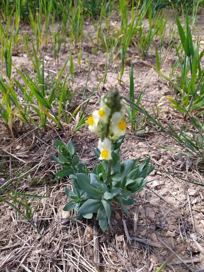 Linaria hirta flower