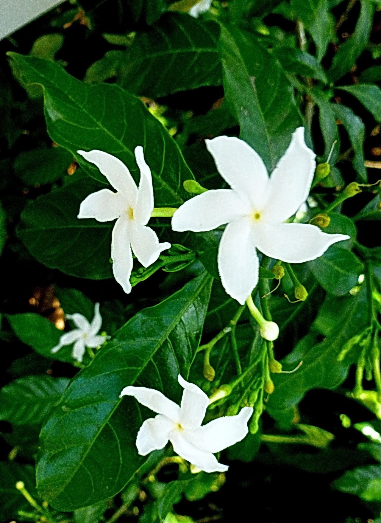 Tabernaemontana coffeoides flower