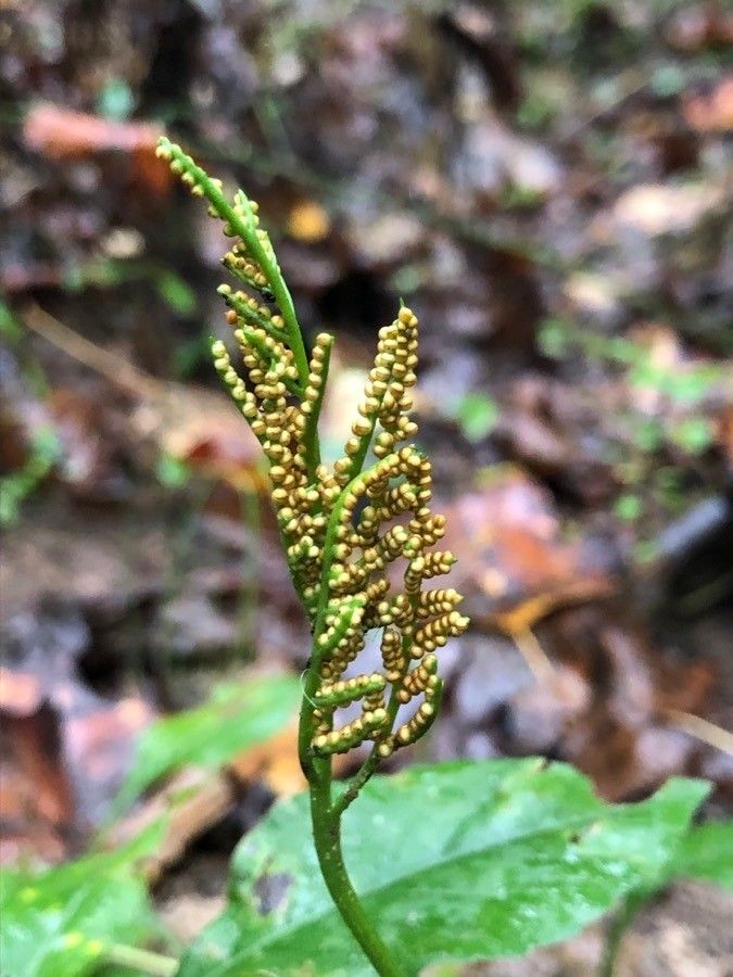 Botrychium dissectum fruit