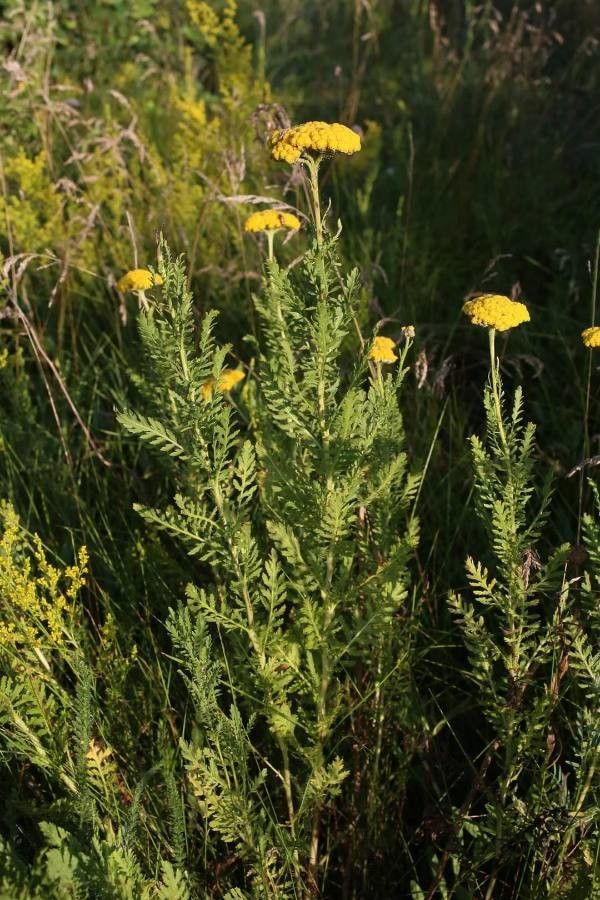 Achillea thracica habit
