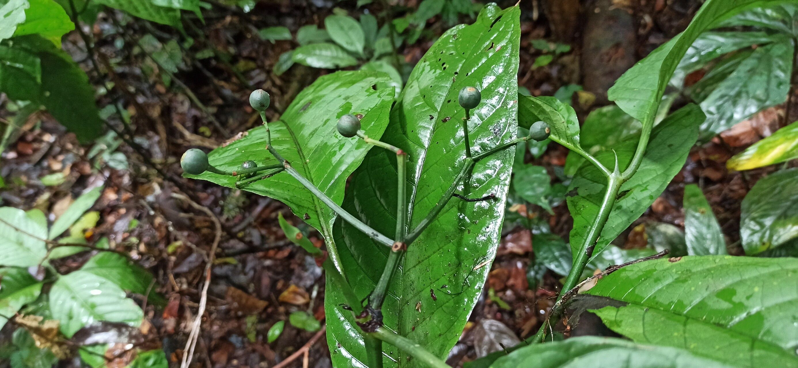 Psychotria ingentifolia fruit
