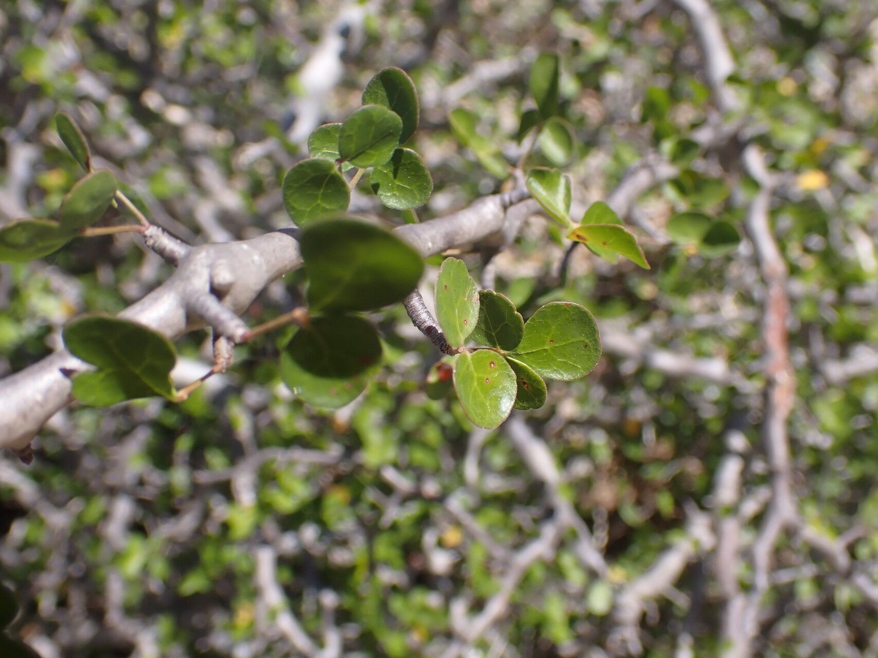 Commiphora sinuata leaf