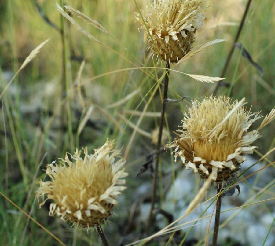 Carlina corymbosa flower