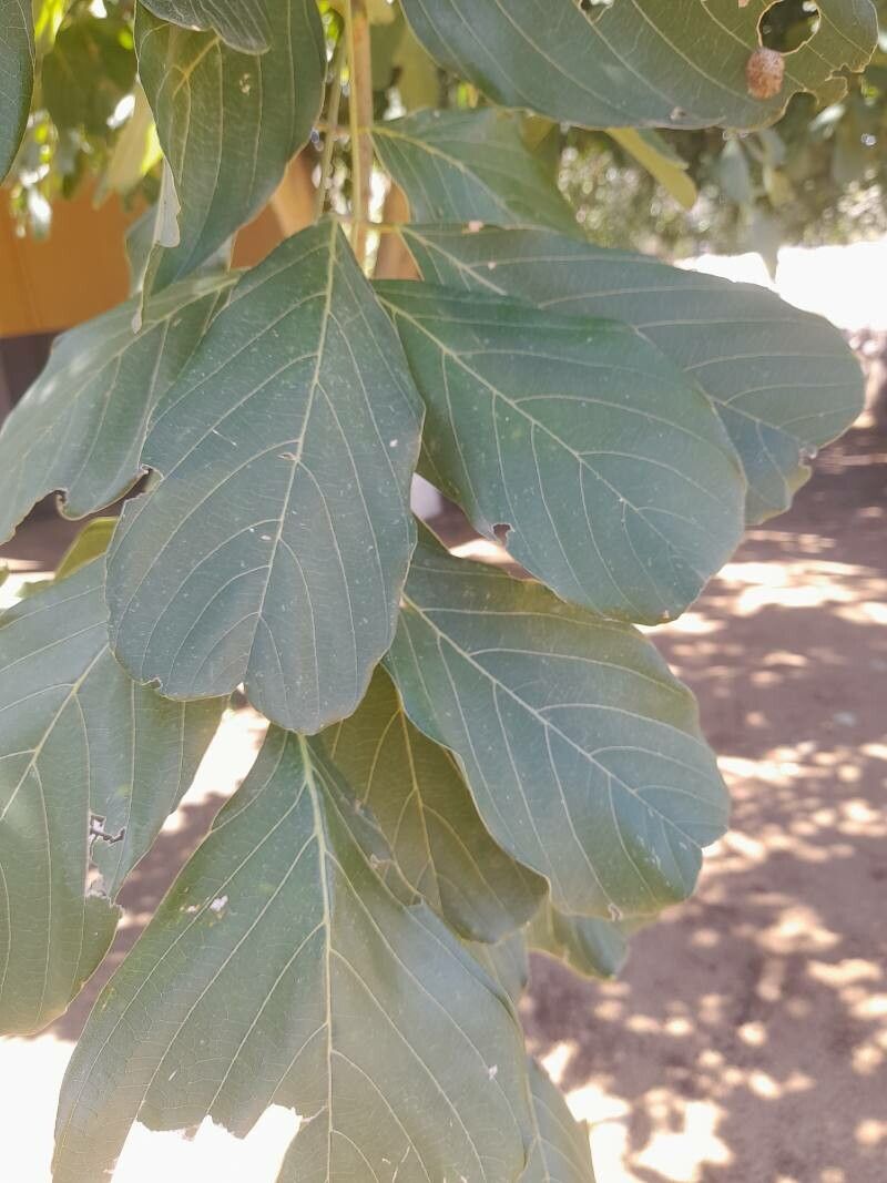 Millettia stuhlmannii — search result for 'Pterocarpus'