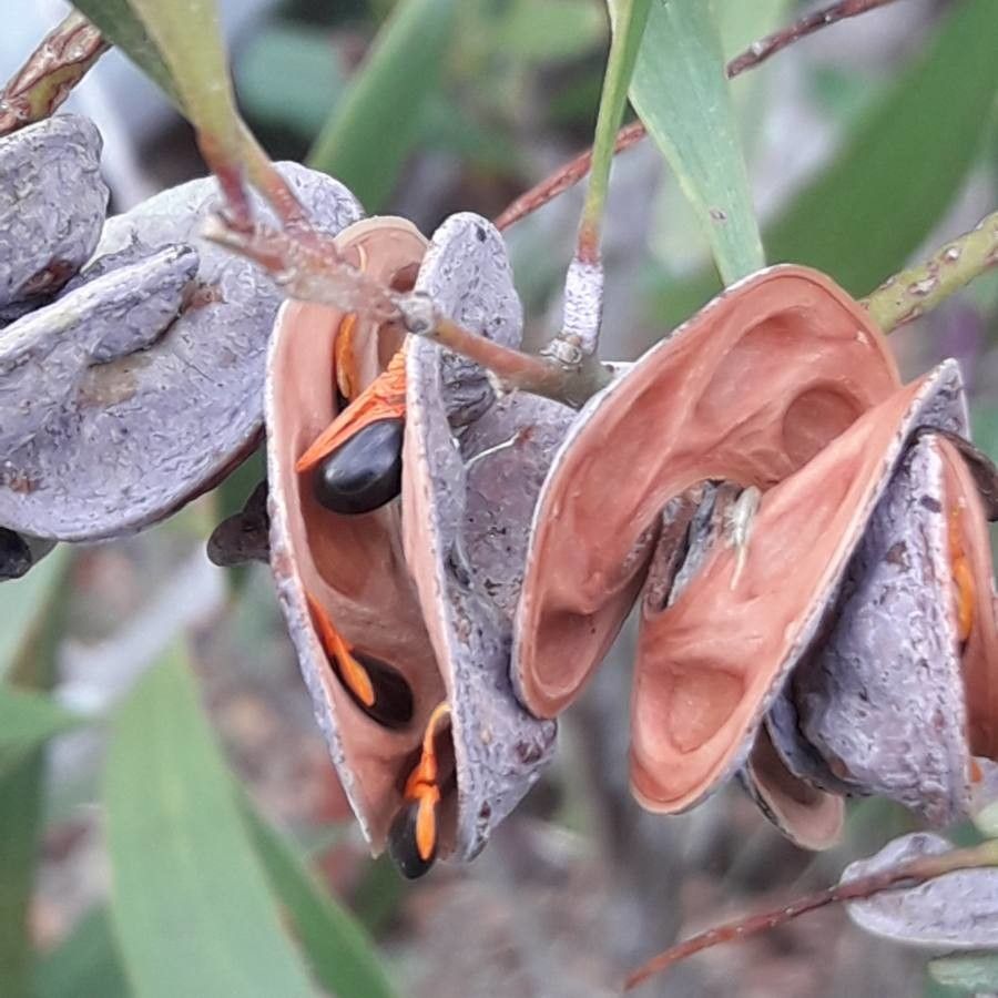 Acacia spirorbis fruit
