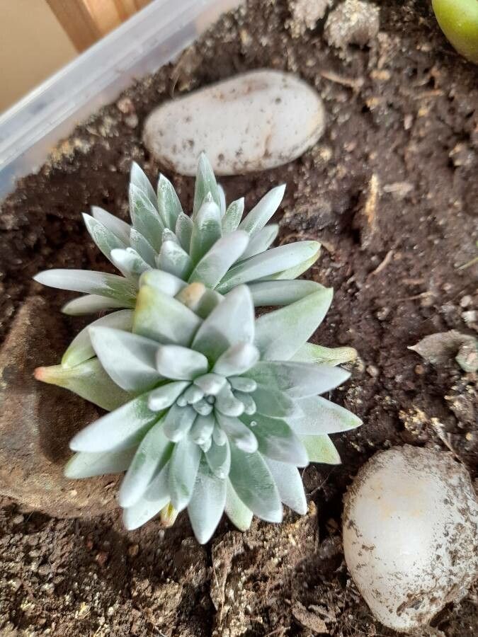 Dudleya gnoma — search result for 'Dudleya'
