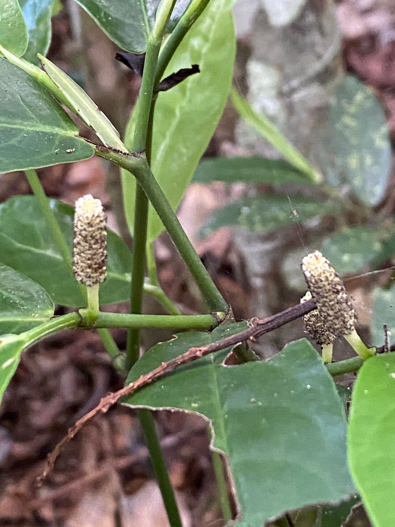 Piper anonifolium flower