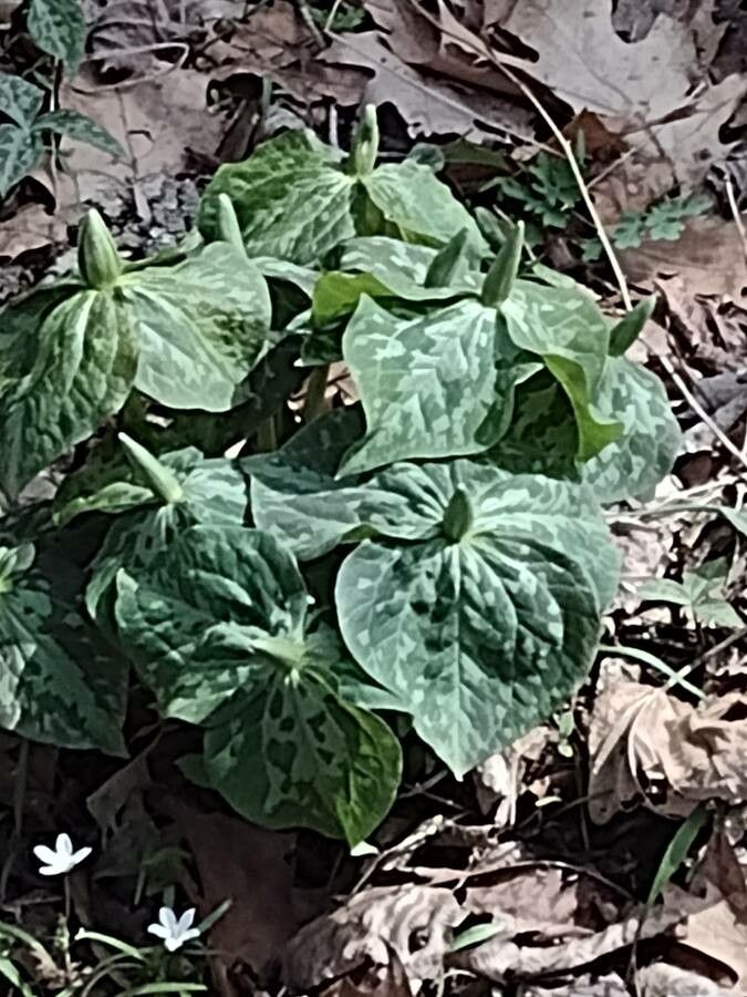 Trillium luteum — search result for 'Trillium'