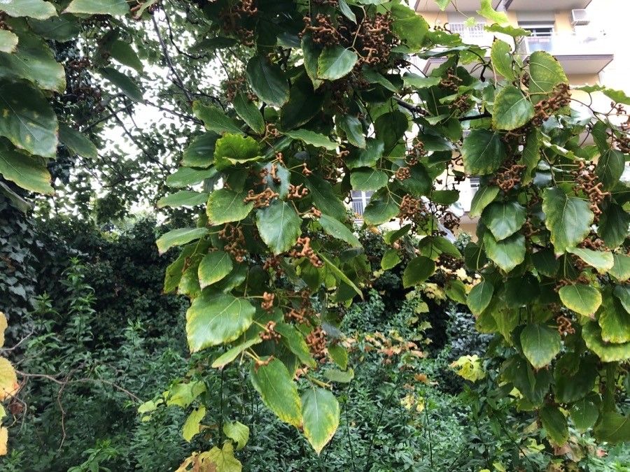 Hovenia acerba — related species from the same genus