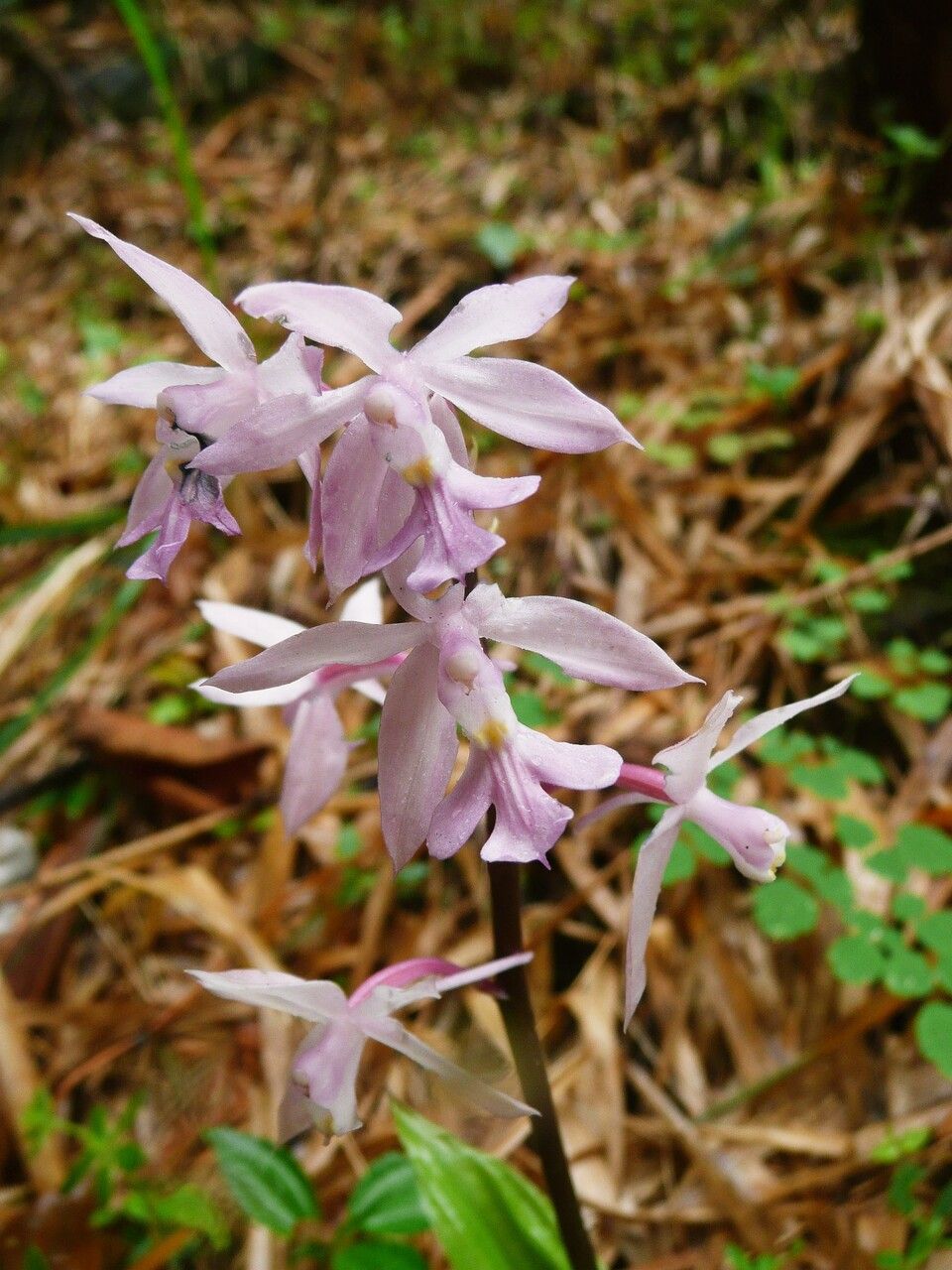 Calanthe plantaginea — houseplant care guide