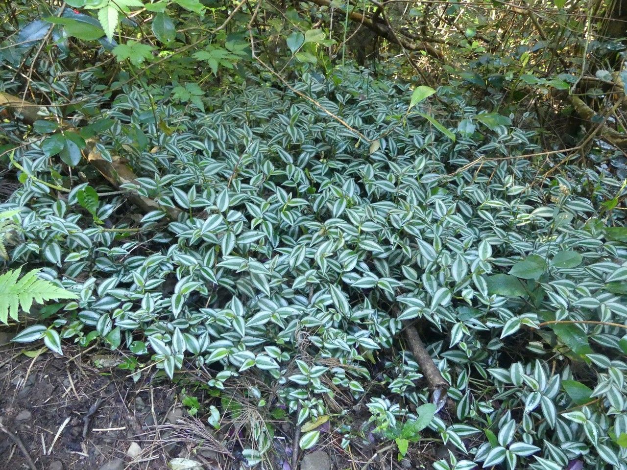Zebrina pendula habit