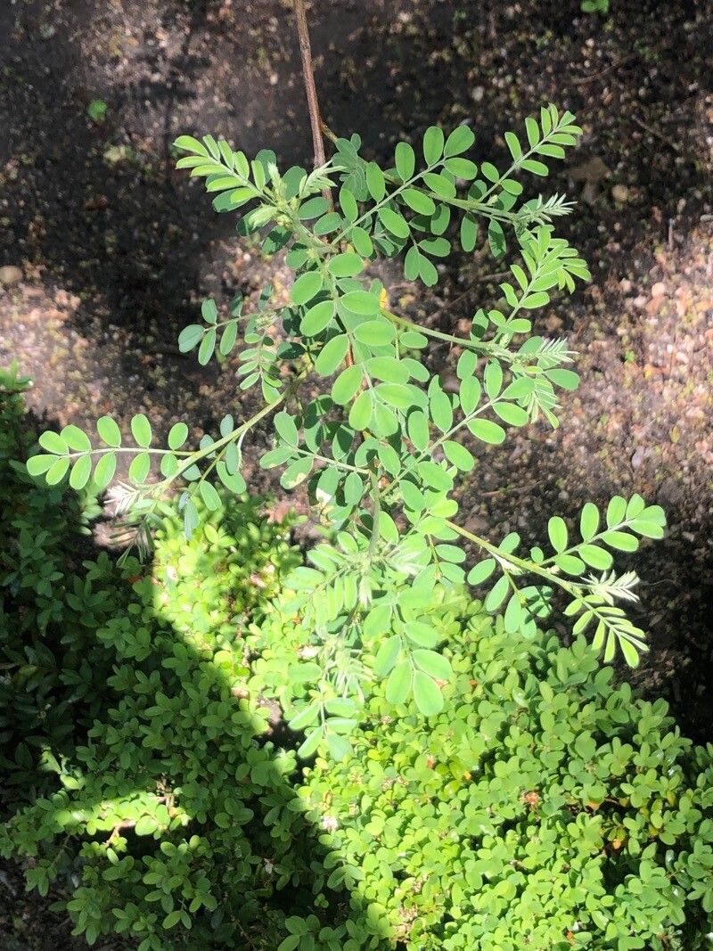 Indigofera heterantha leaf
