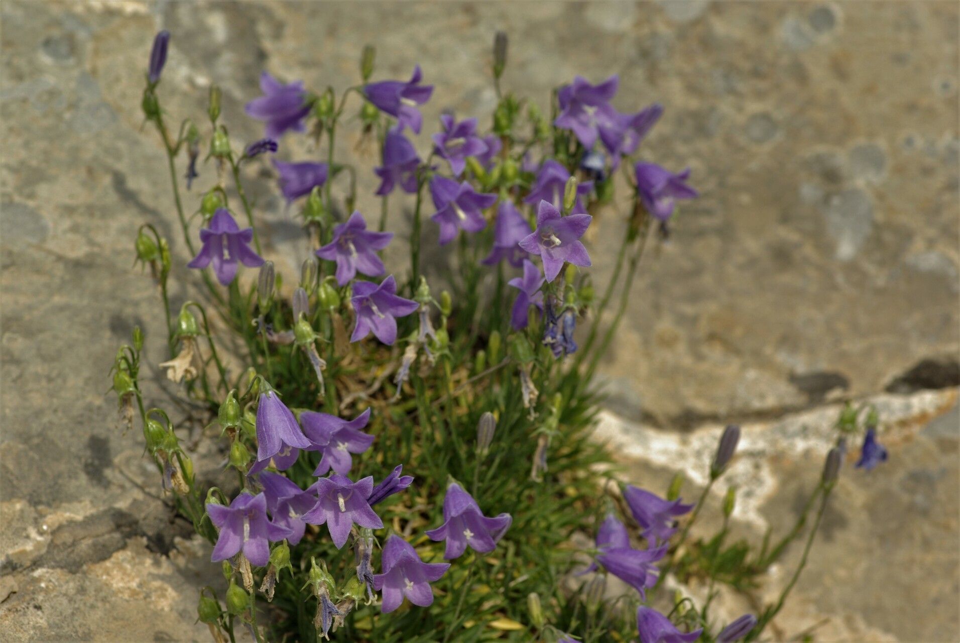 Campanula carnica habit