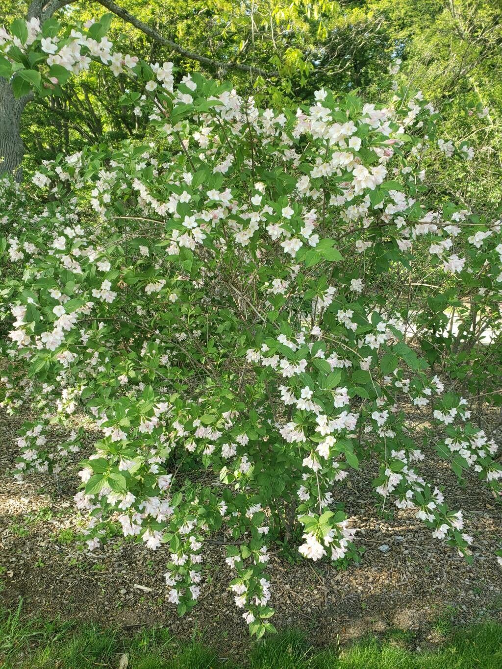 Weigela praecox habit