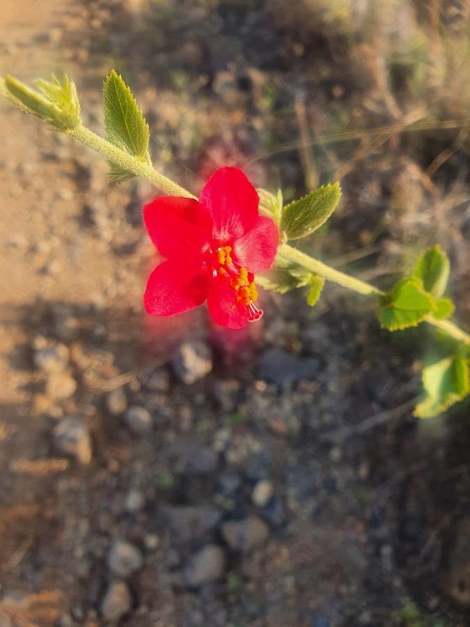 Hibiscus aponeurus flower