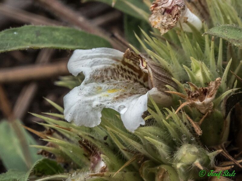 Lepidagathis collina flower