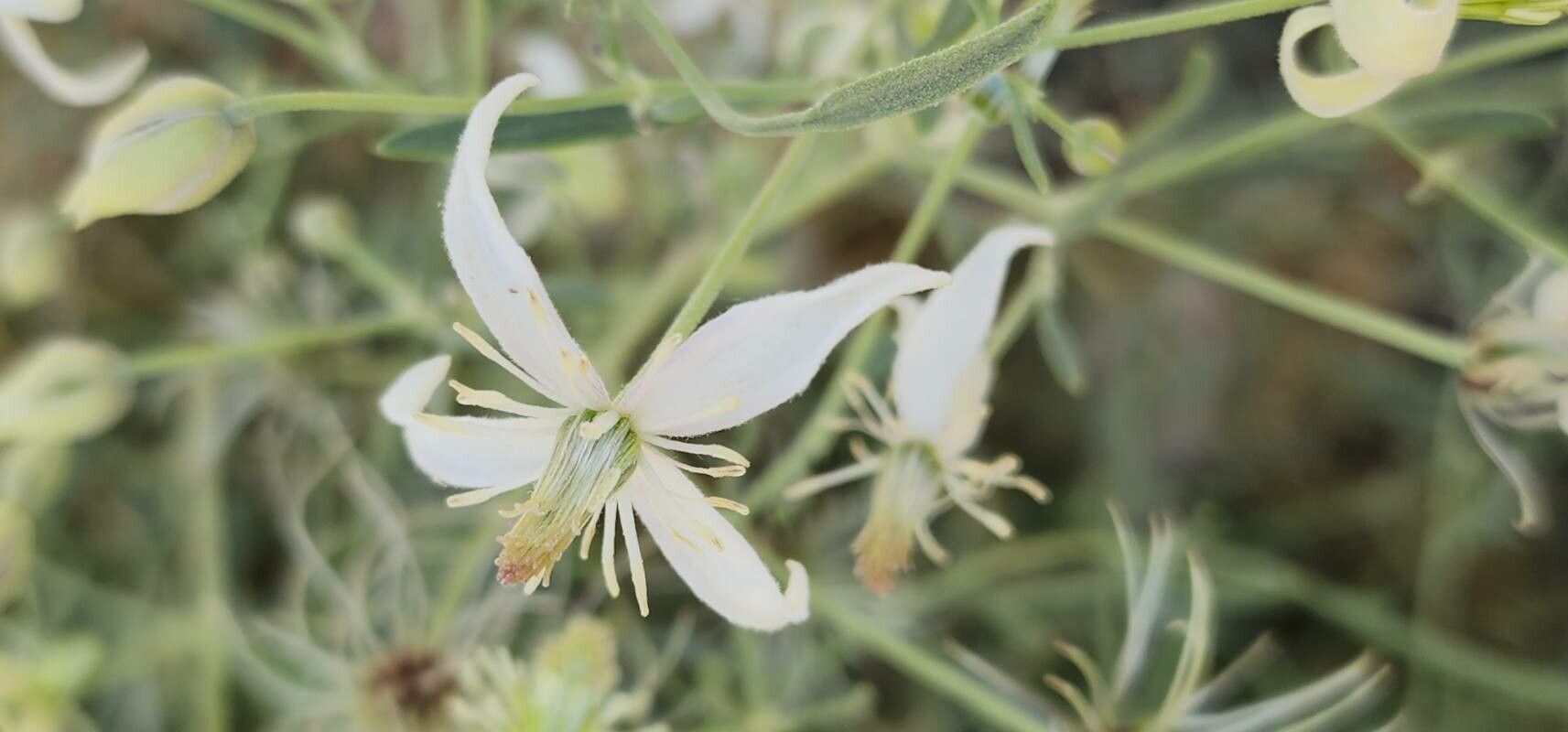 Clematis ispahanica flower