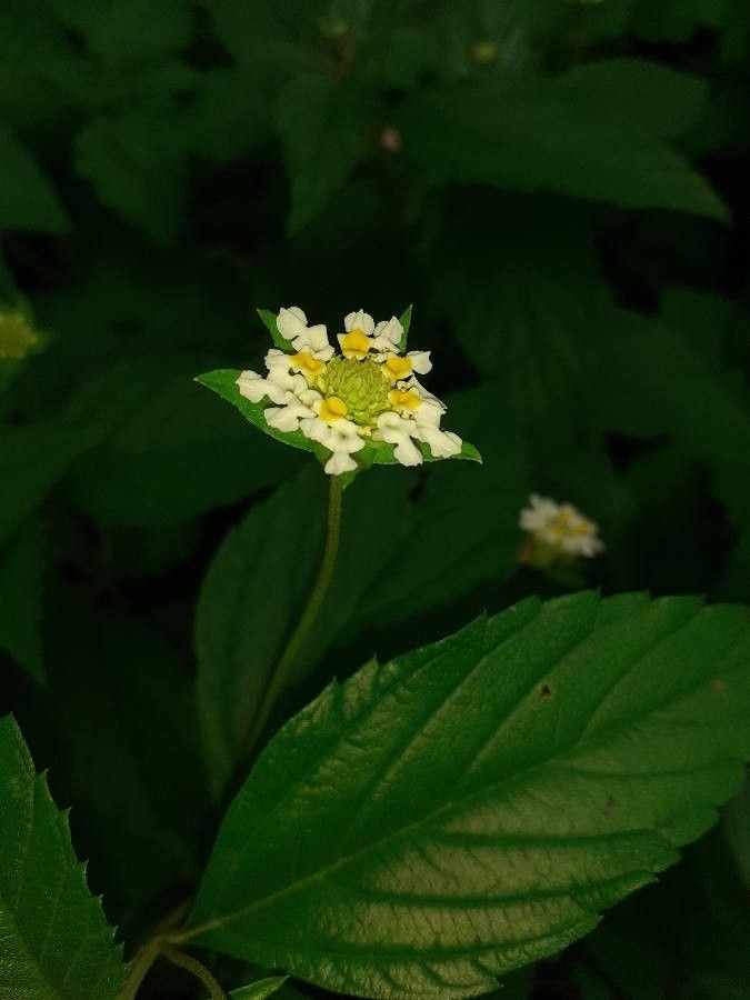 Lantana achyranthifolia flower