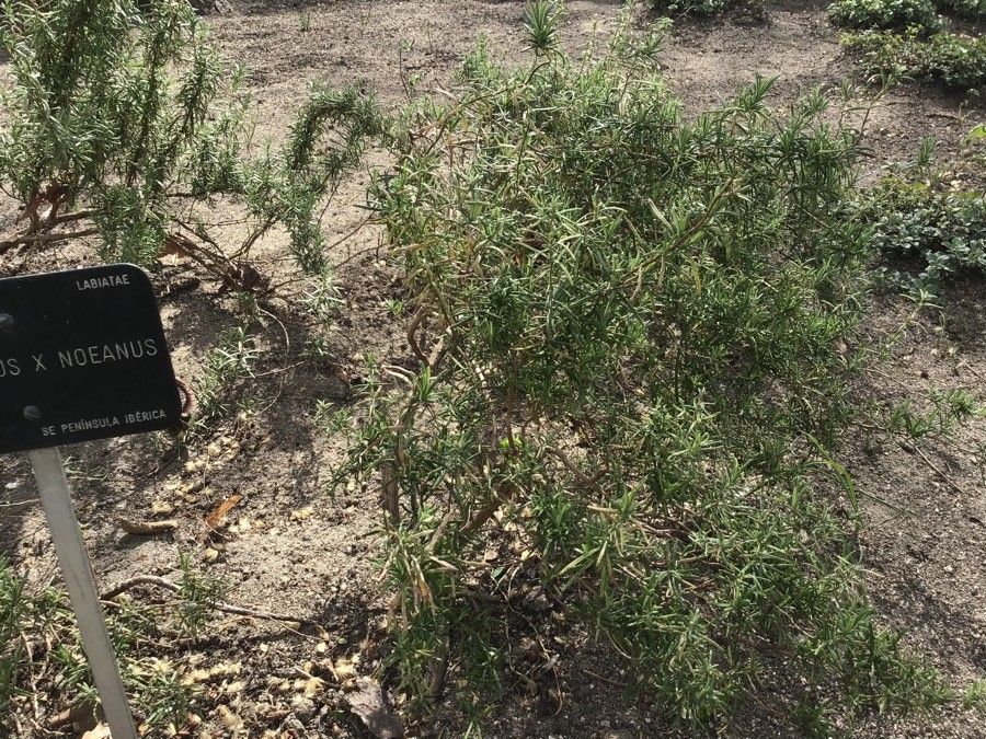 Rosmarinus × lavandulaceus habit