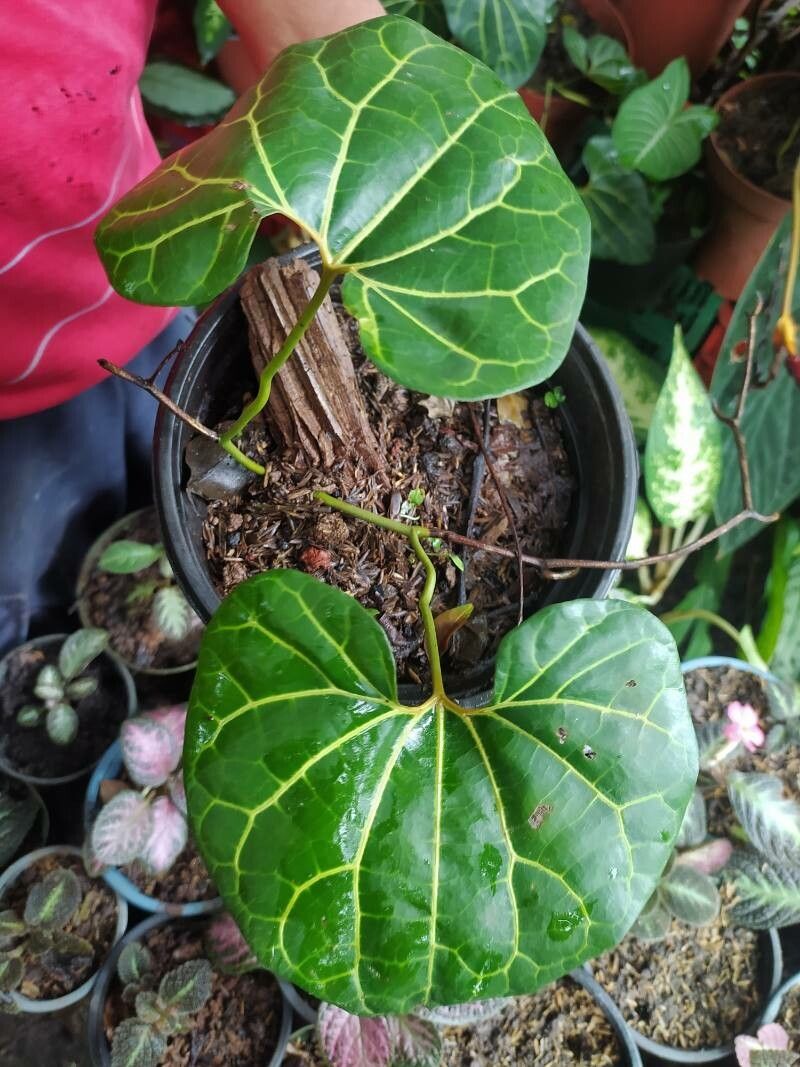 Aristolochia cauliflora leaf