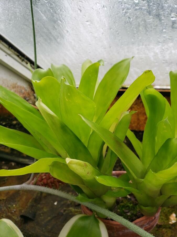 Aechmea cylindrata leaf