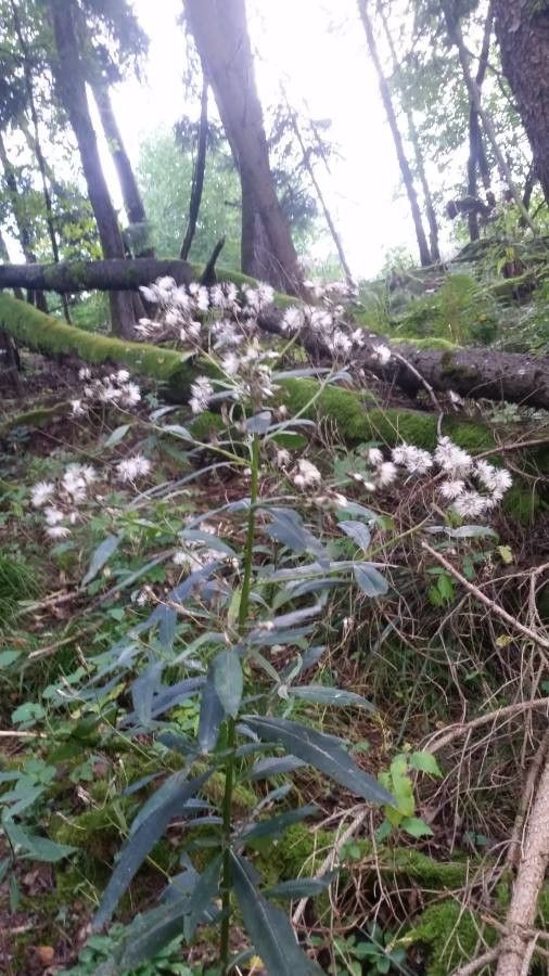 Senecio ovatus fruit