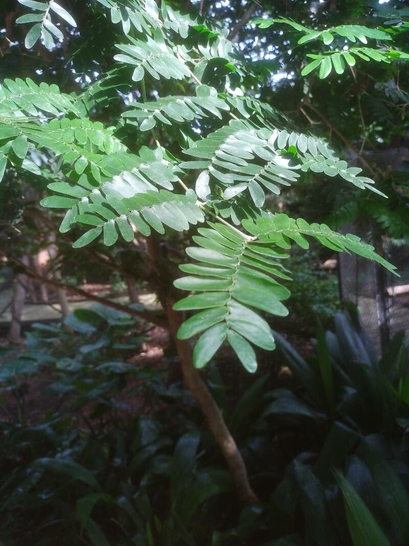Bulnesia arborea leaf